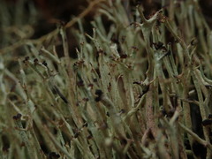 Cladonia capitellata