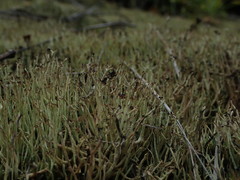 Cladonia capitellata
