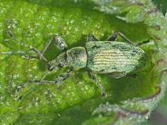 Phyllobius pomaceus