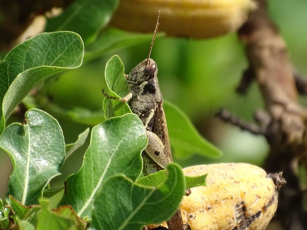 Exopropacris mellita