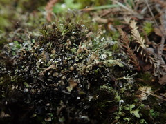 Cladonia neozelandica