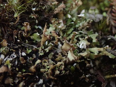 Cladonia neozelandica