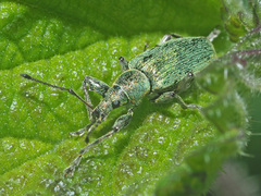 Phyllobius pomaceus