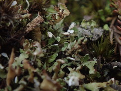 Cladonia neozelandica