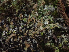 Cladonia neozelandica