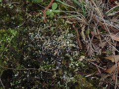Cladonia neozelandica