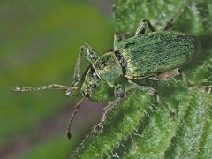 Phyllobius pomaceus