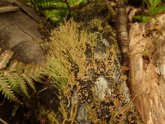 Cladonia tenerrima