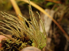 Cladonia tenerrima