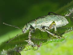 Phyllobius pomaceus