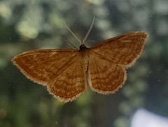Idaea ochrata