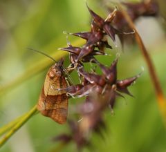 Philedone gerningana