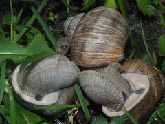 Helix pomatia