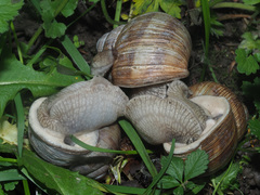 Helix pomatia