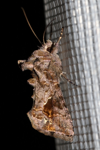 Ctenoplusia accentifera