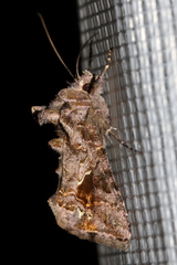 Ctenoplusia accentifera