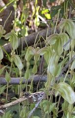 Pterostylis parva