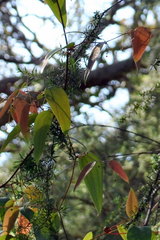 Smilax glyciphylla