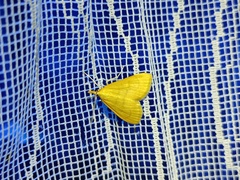 Anania crocealis