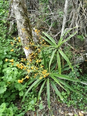 Dracaena aletriformis