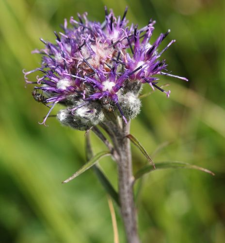Section Saussurea (Section Saussurea) · iNaturalist