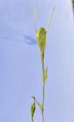 Pterostylis crispula