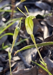 Pterostylis crispula