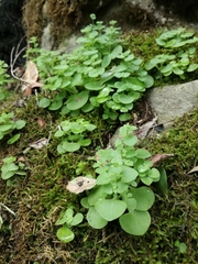 Crassula nemorosa