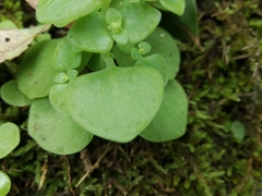 Crassula nemorosa