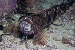 Mosaic Klipfish photo 2