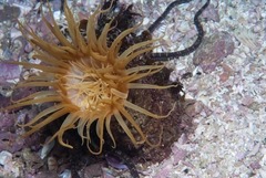 Ceriantheopsis austroafricanus