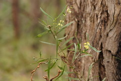 Acacia stricta