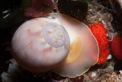 Semicassis zeylanica