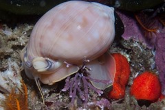 Semicassis zeylanica