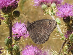Satyrus actaea