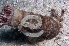 Ceriantheopsis austroafricanus