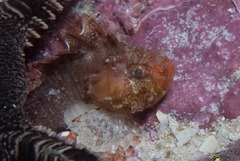 Coccotropsis gymnoderma