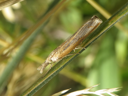 Pediasia ribbeellus Caradja, 1910