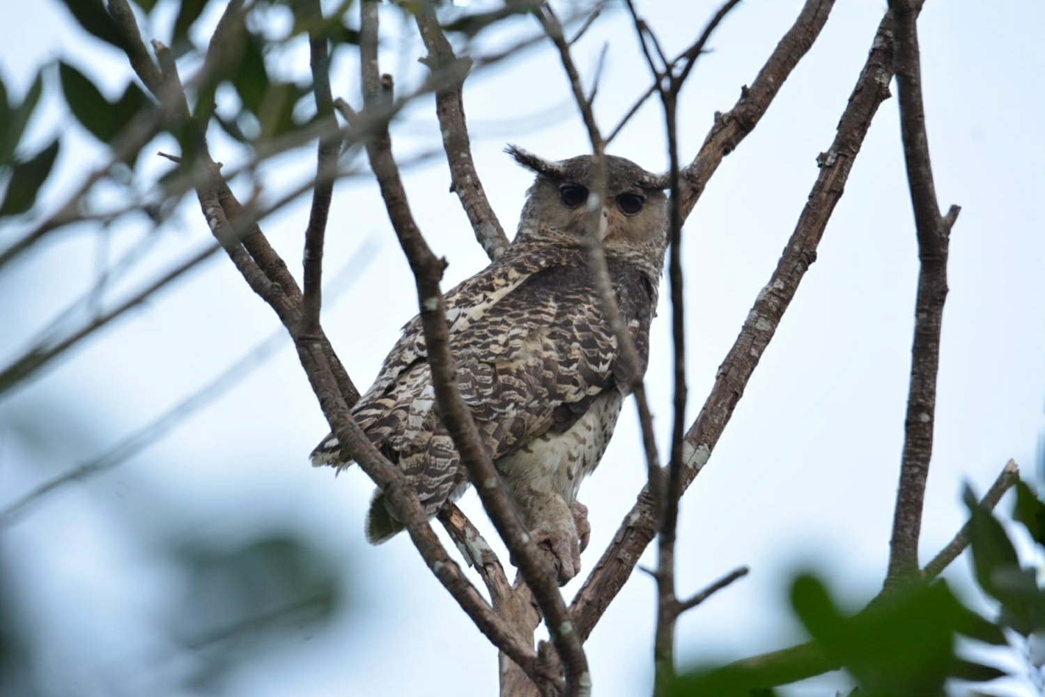Spot-bellied Eagle-Owl