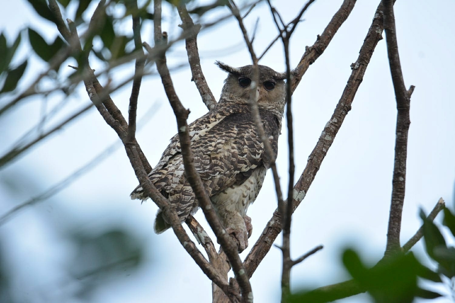 Spot-bellied Eagle-Owl