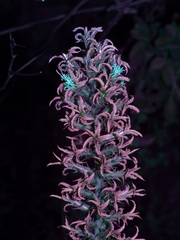 Liatris bridgesii