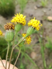 Senecio othonniflorus