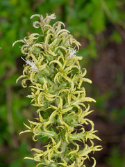 Liatris bridgesii
