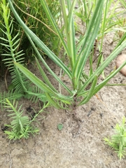 Senecio othonniflorus
