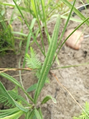 Senecio othonniflorus