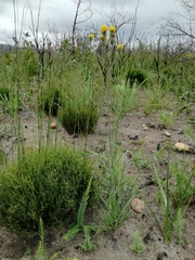 Senecio othonniflorus
