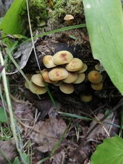 Hypholoma fasciculare