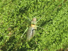 Steropleurus andalusius