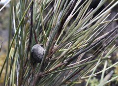 Grevillea pterosperma