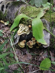 Hypholoma fasciculare